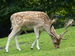 FZ020035 Fallow deer (Dama dama).jpg